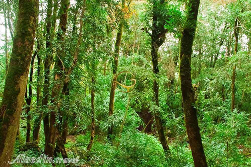 پارک جنگلی سی سنگان نوشهر | علاءالدین تراول