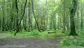 پارک جنگلی نور