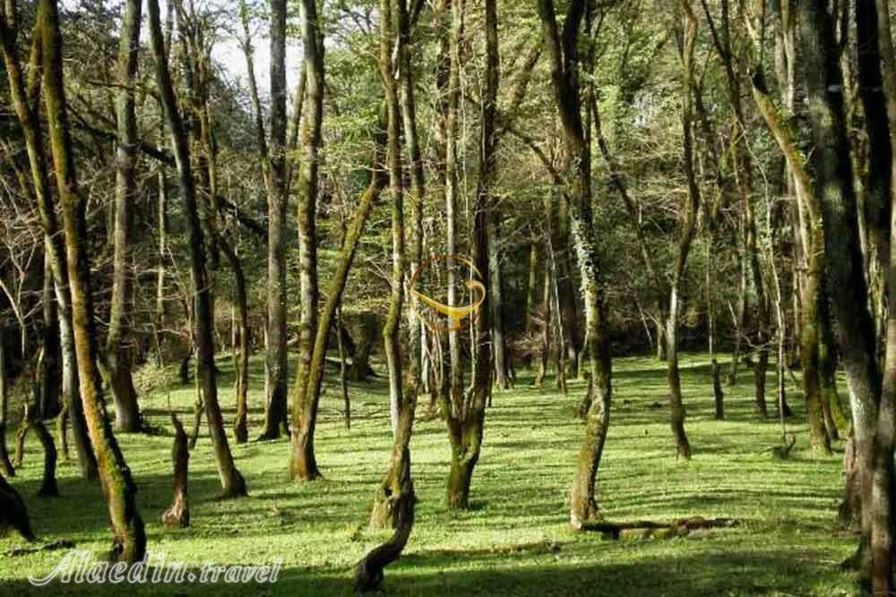 پارک جنگلی نور | علاءالدین تراول