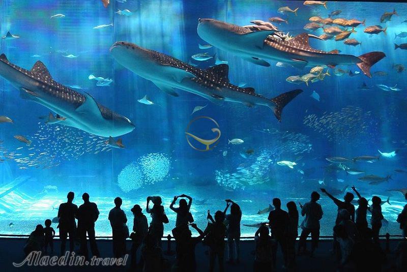 آکواریوم کایوکان اوساکا - ژاپن | علاءالدین تراول