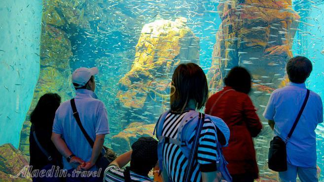 آکواریوم کایوکان اوساکا - ژاپن | علاءالدین تراول
