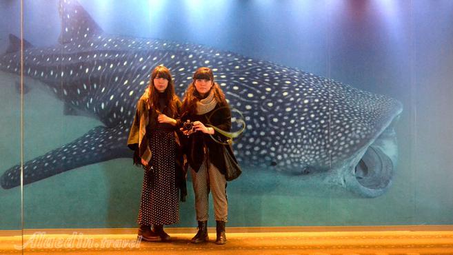 آکواریوم کایوکان اوساکا - ژاپن | علاءالدین تراول