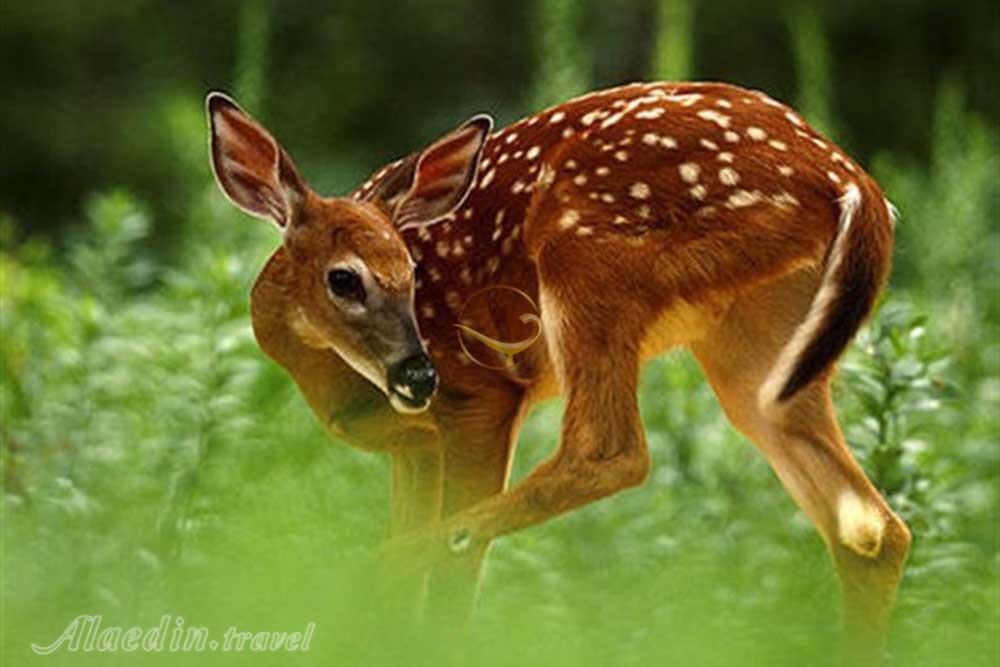 دشت مغان پارس آباد | علاءالدین تراول