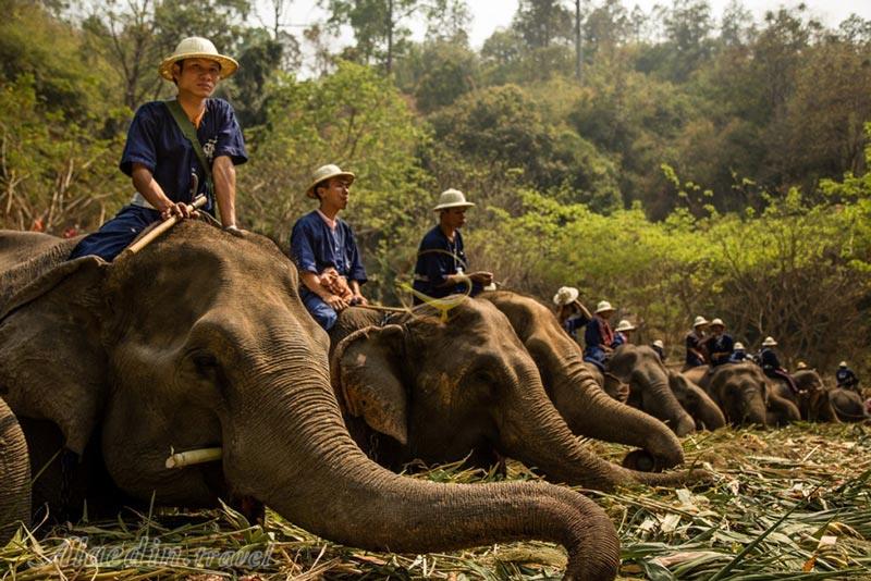 دهکده فیل ها در پاتایا - تایلند