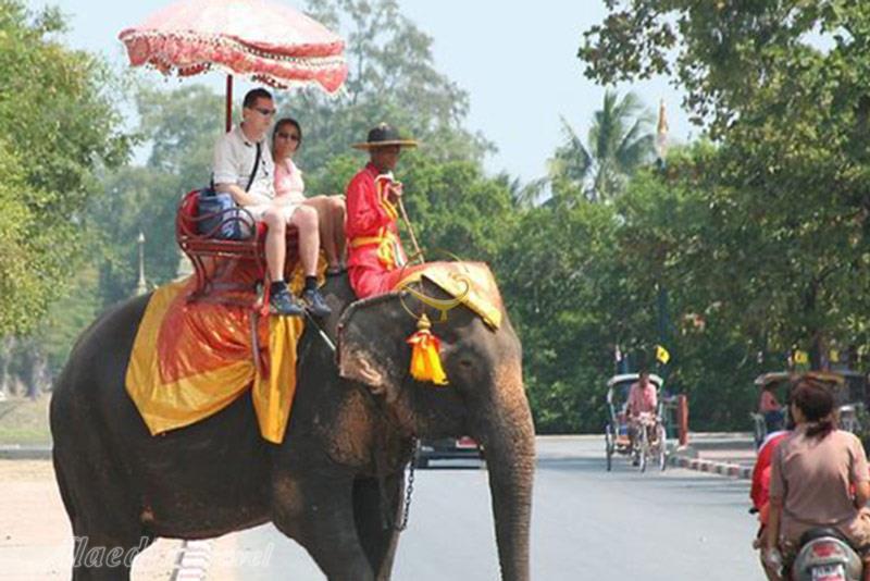 دهکده فیل ها در پاتایا - تایلند