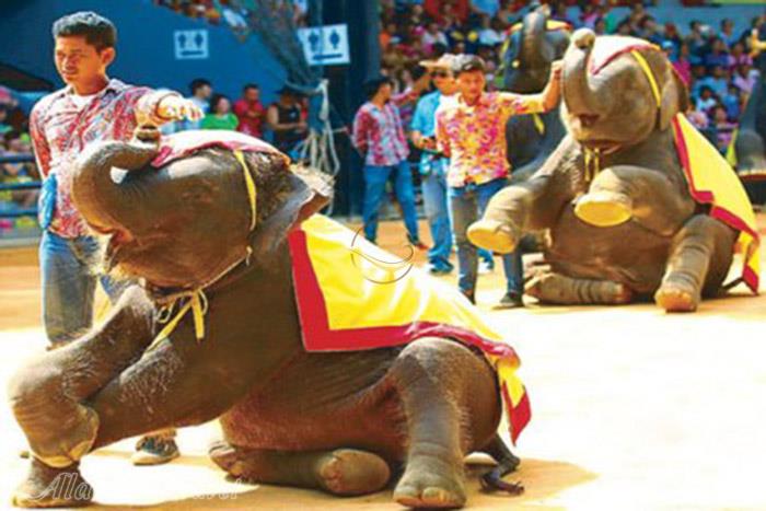 دهکده فیل ها در پاتایا - تایلند