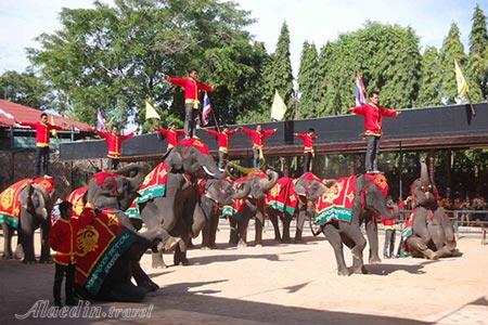دهکده فیل ها در پاتایا - تایلند