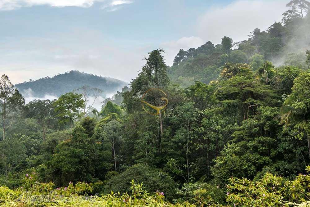 پارک ملی تامان نگارا پائولو در پنانگ - مالزی | علاءالدین تراول