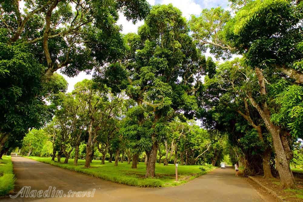 باغ گیاه شناسی پورت لوئیس - موریس | علاءالدین تراول