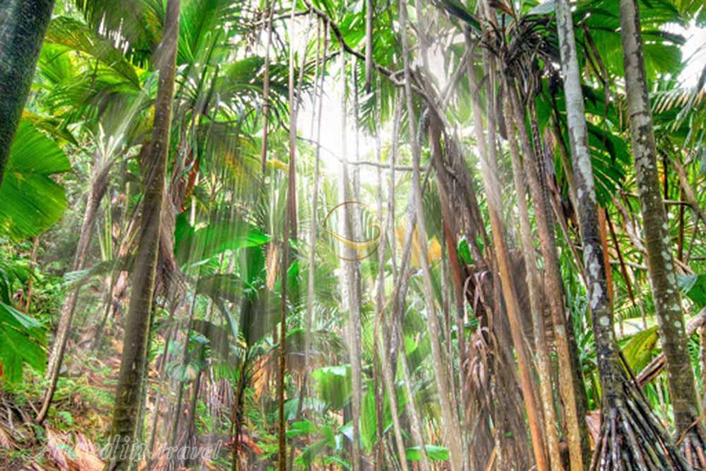 پارک ملی والی د می (ذخیره گاه طبیعی دره می) سیشل | علاءالدین تراول