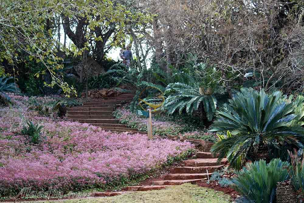 باغ ملی گیاه شناسی پرتوریا | علاءالدین تراول