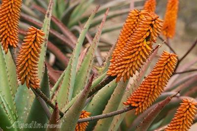 باغ ملی گیاه شناسی پرتوریا - آفریقای جنوبی