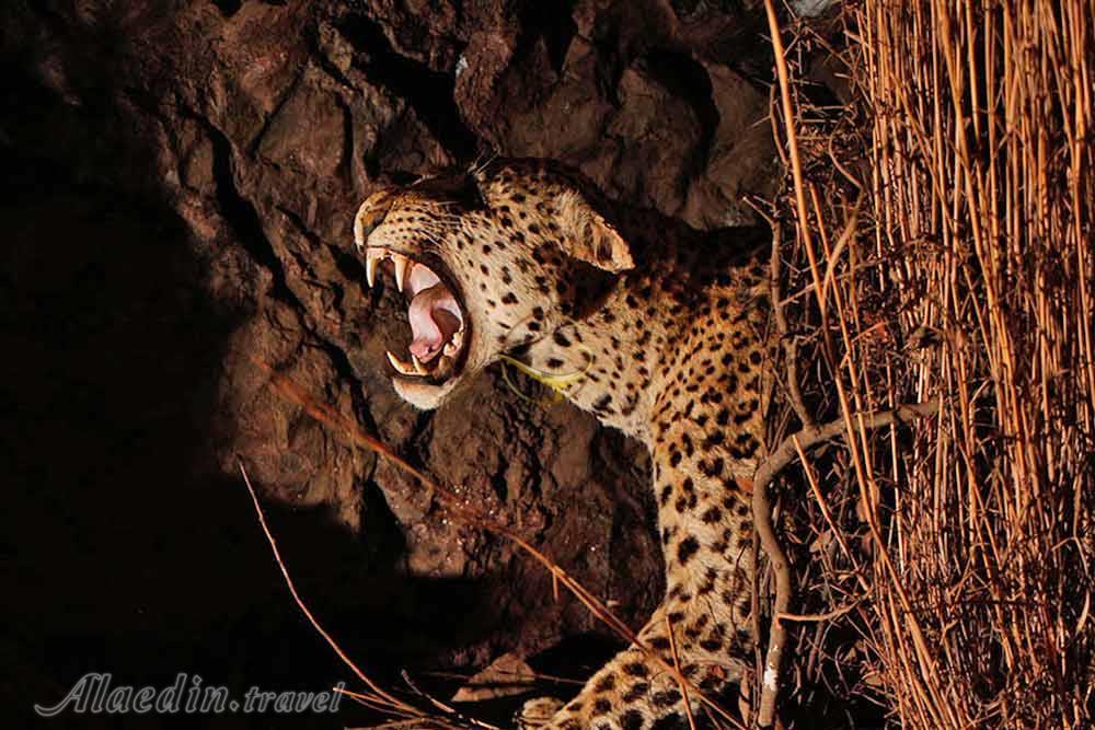 موزه ترنسوال (موزه ملی تاریخ طبیعی دیتسانگ) پرتوریا | علاءالدین تراول