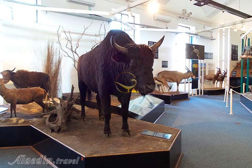 موزه ترنسوال (موزه ملی تاریخ طبیعی دیتسانگ) پرتوریا | علاءالدین تراول