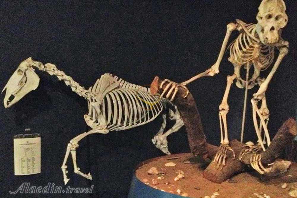 موزه ترنسوال (موزه ملی تاریخ طبیعی دیتسانگ) پرتوریا | علاءالدین تراول