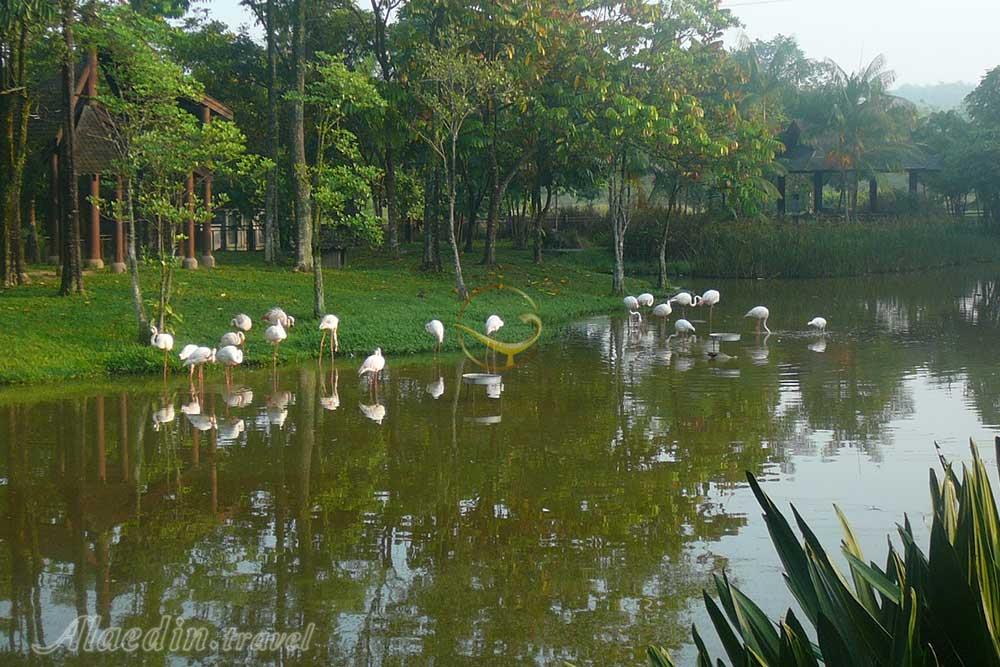 پارک تالاب های پوتراجایا در مالزی | علاءالدین تراول