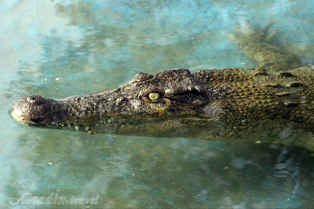 باغ کروکودیل قشم | علاءالدین تراول