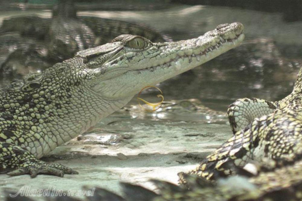 باغ کروکودیل قشم | علاءالدین تراول