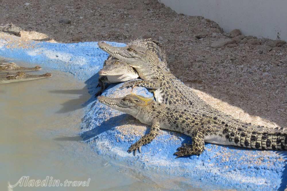باغ کروکودیل قشم | علاءالدین تراول