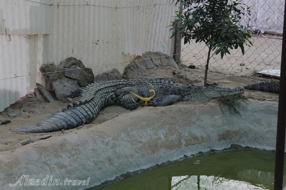 باغ کروکودیل قشم | علاءالدین تراول