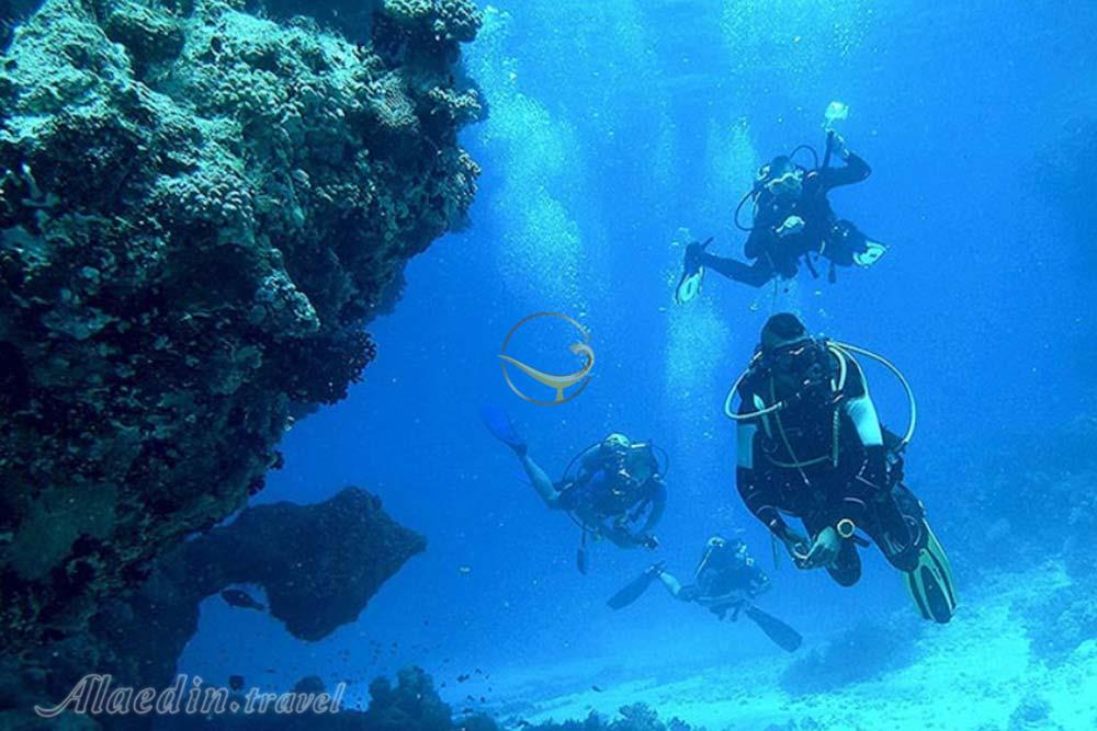 کلوپ دریایی دلفین مرجان قشم | علاءالدین تراول