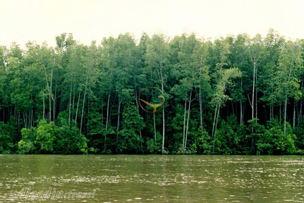 جنگل های حرا در قشم | علاءالدین تراول