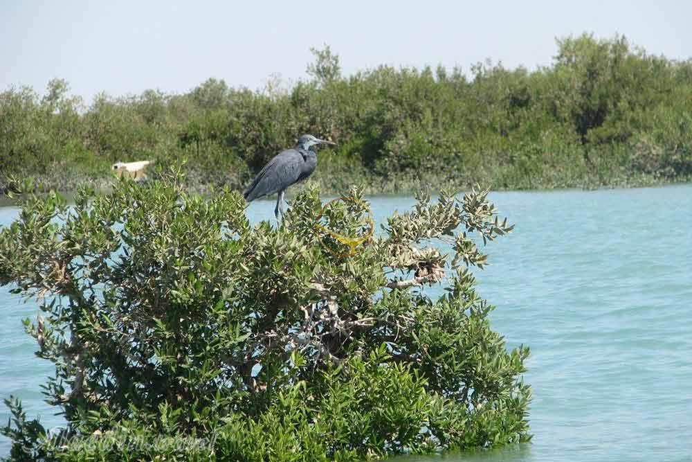 جنگل های حرا در قشم | علاءالدین تراول