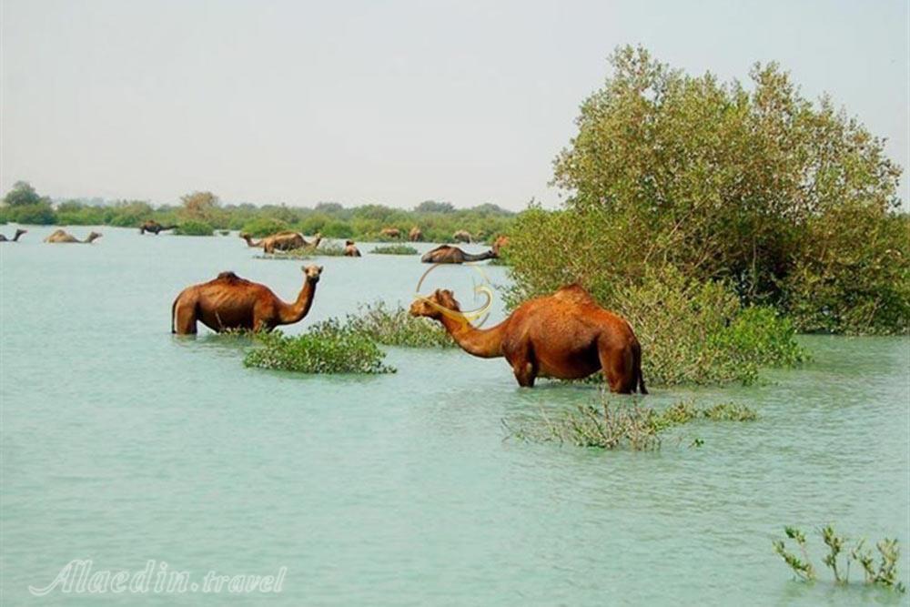 جنگل های حرا در قشم | علاءالدین تراول