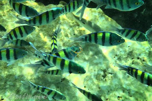 آکواریوم طبیعی هنگام