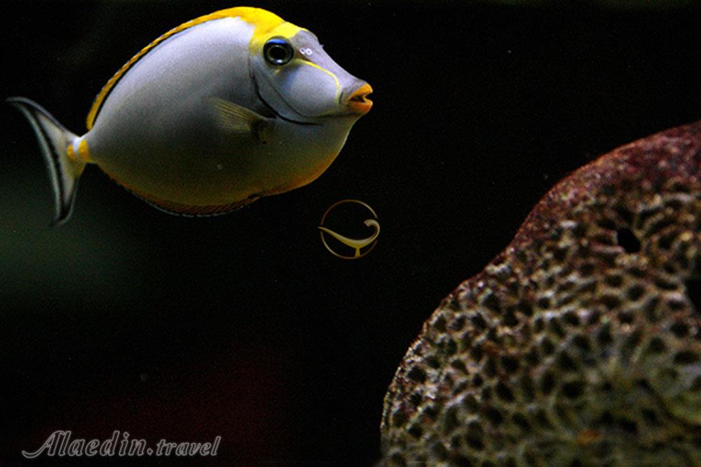 آكواريوم پروانه طلايی قشم | علاءالدین تراول