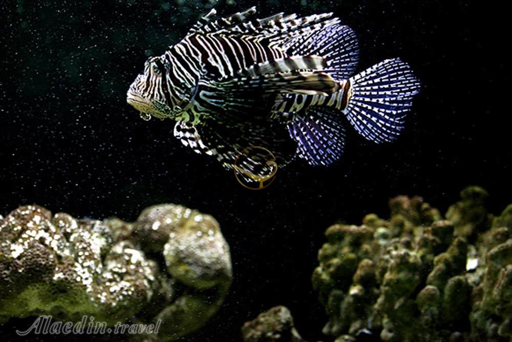 آكواريوم پروانه طلايی قشم | علاءالدین تراول