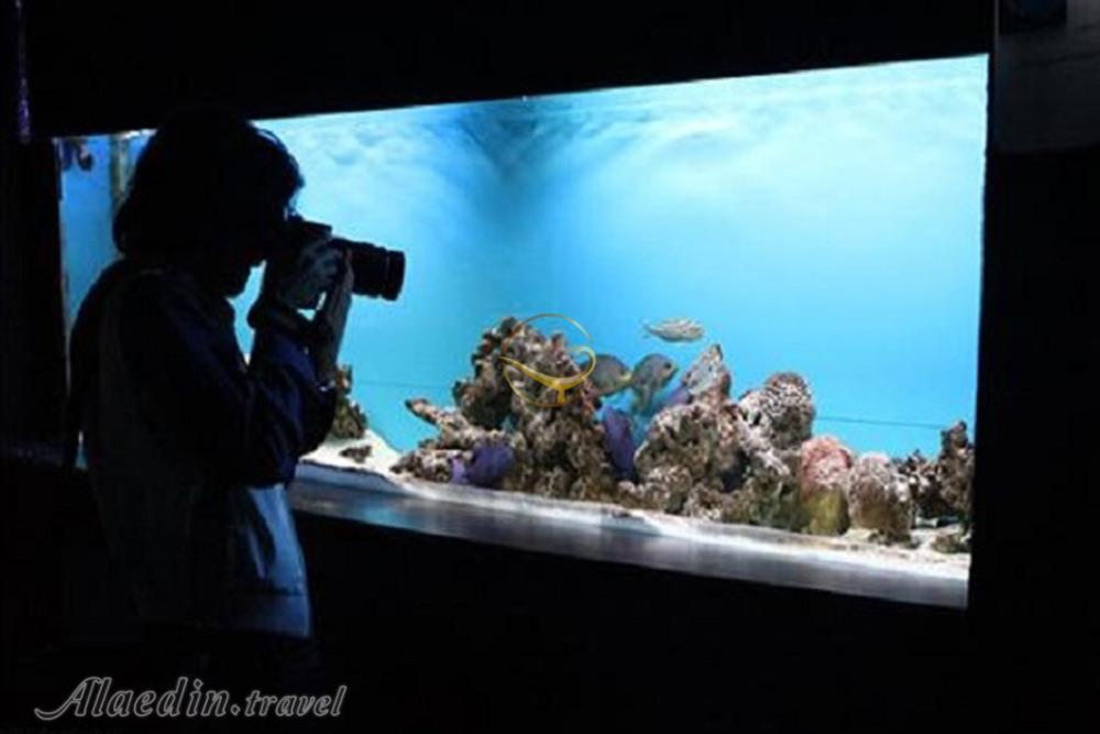 آكواريوم پروانه طلايی قشم | علاءالدین تراول