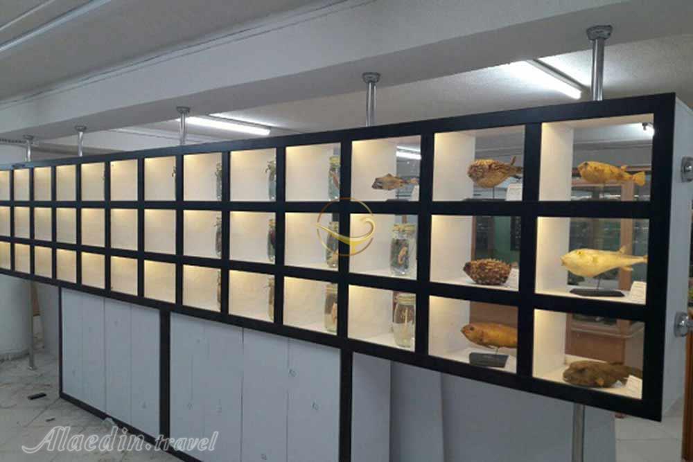 موزه ژئوپارک قشم | وبلاگ علاءالدین تراول