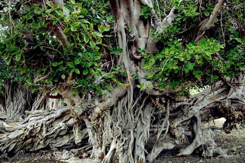 درخت انجیر معابد در قشم | علاءالدین تراول