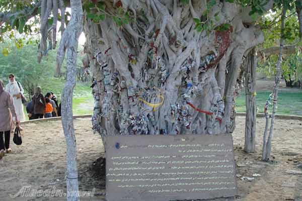 درخت انجیر معابد در قشم (درخت سبز، درخت لول یا لور)