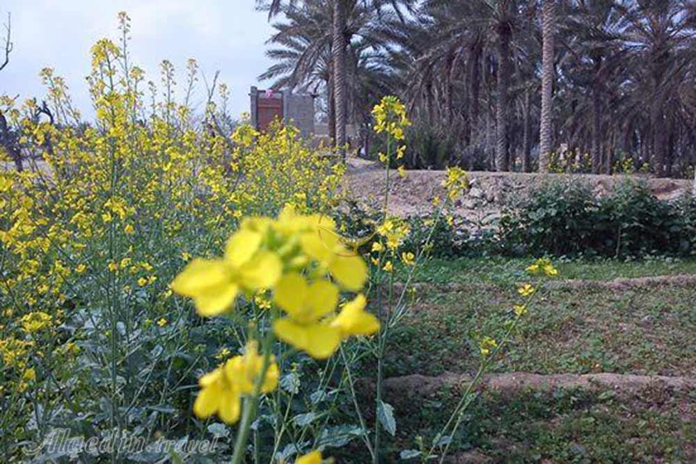 روستای توریان قشم | علاءالدین تراول