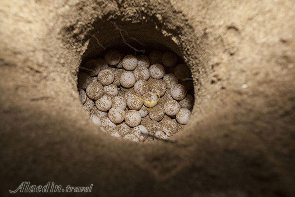 ساحل تخم گذاری لاک پشت ها در قشم | علاءالدین تراول