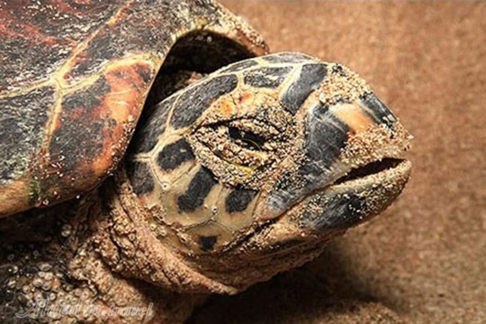 ساحل تخم گذاری لاک پشت ها در قشم | علاءالدین تراول