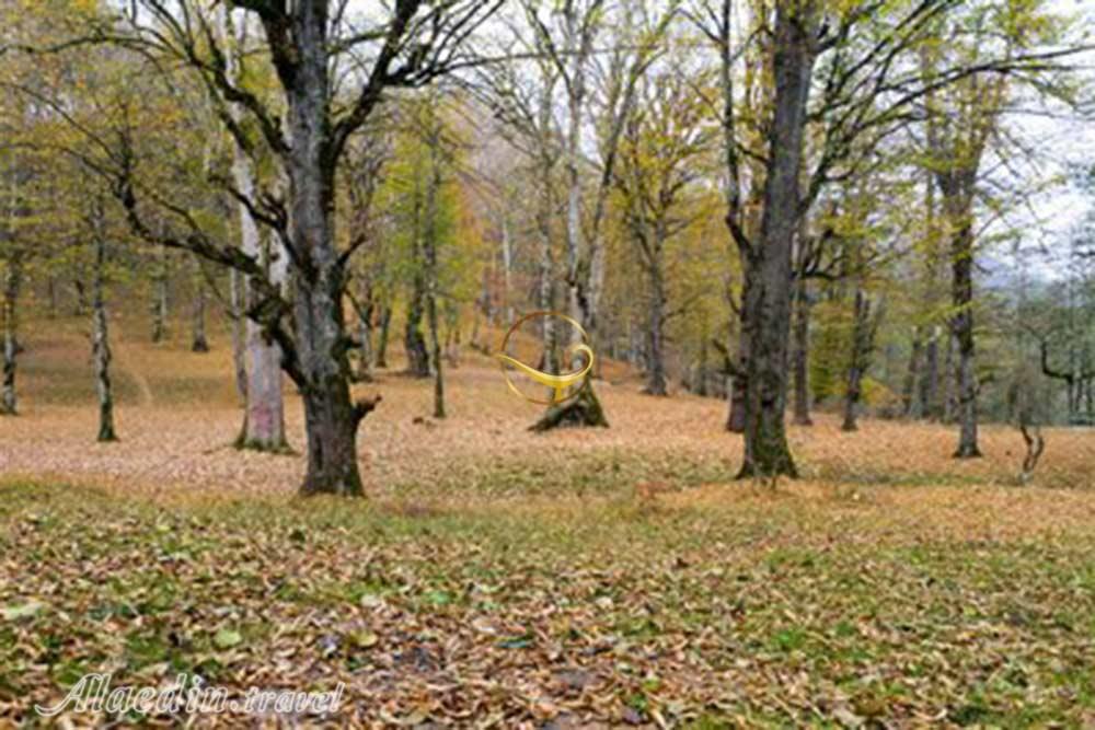 بوستان جنگلی صفارود رامسر | علاءالدین تراول