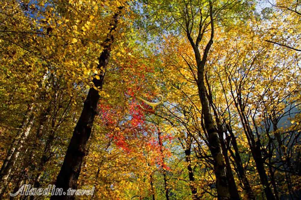 بوستان جنگلی صفارود رامسر | علاءالدین تراول