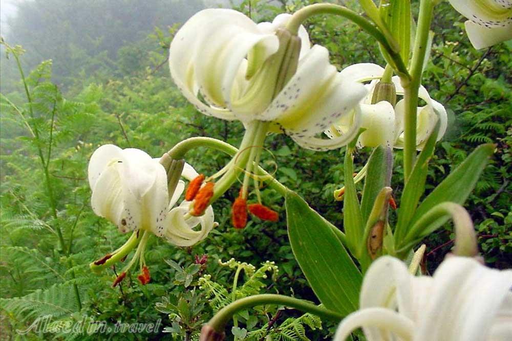 روستای داماش عمارلو در رودبار | علاءالدین تراول