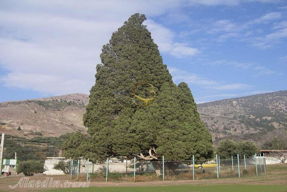 سرو هرزویل رودبار | علاءالدین تراول