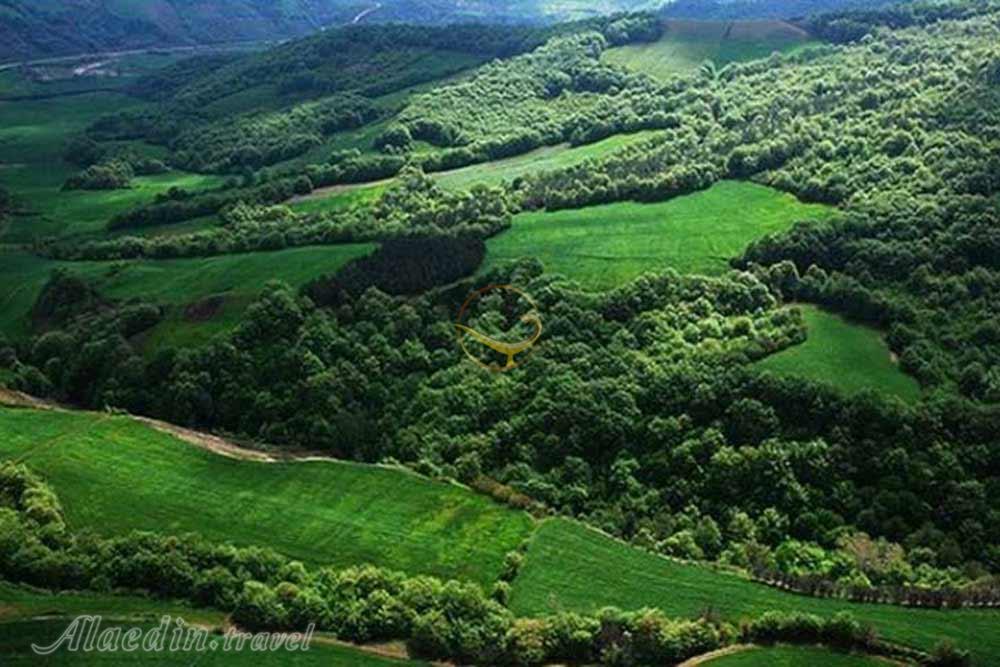 جنگل نقله بر رودبار | علاءالدین تراول