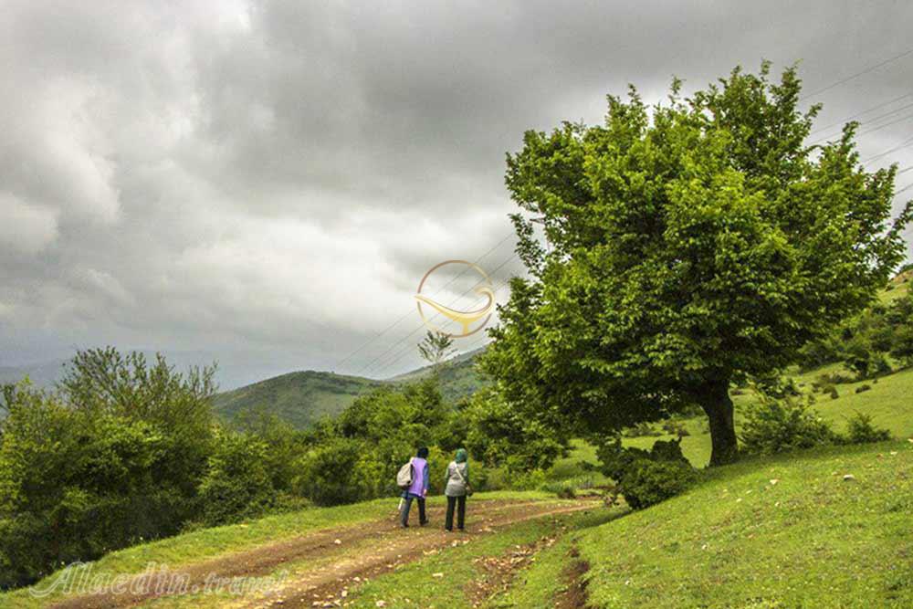 جنگل نقله بر رودبار | علاءالدین تراول