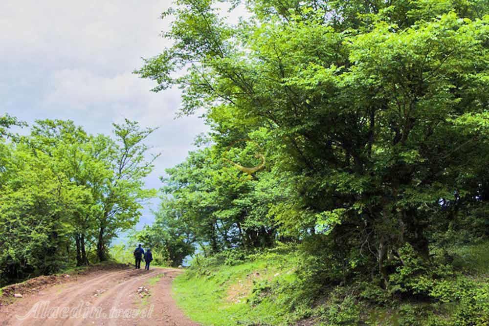 جنگل نقله بر رودبار | علاءالدین تراول