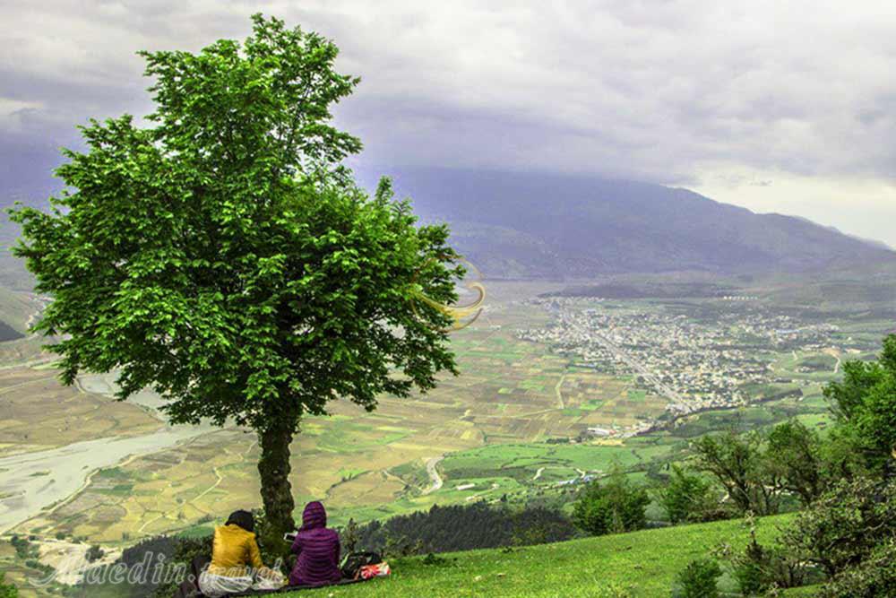 جنگل نقله بر رودبار | علاءالدین تراول