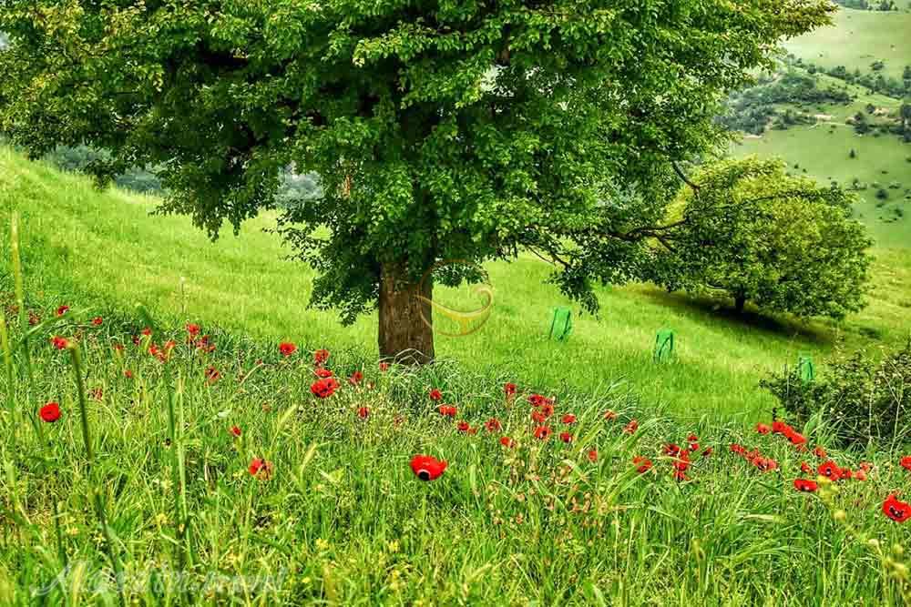 ییلاق سی دشت رودبار | علاءالدین تراول