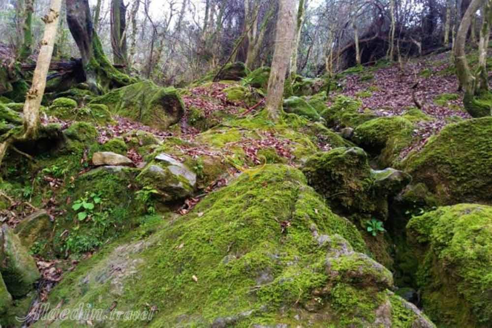 چشمه دمکش رودسر | علاءالدین تراول