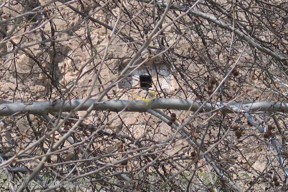 گوردخمه صحنه | علاءالدین تراول