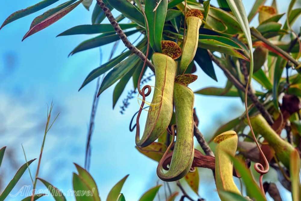 پارک ملی باکو در ساراواک | علاءالدین تراول